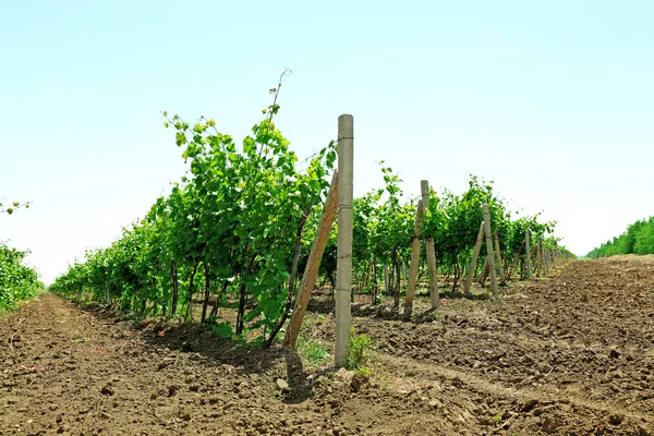 Виноградник плантації — стокове фото