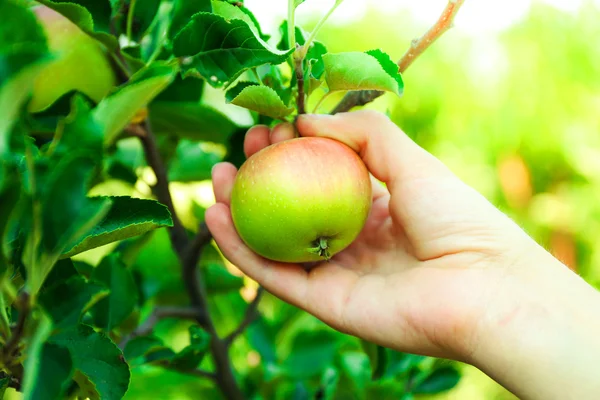 Γυναικεία χέρι μαζεύοντας μήλο από το δέντρο — Φωτογραφία Αρχείου