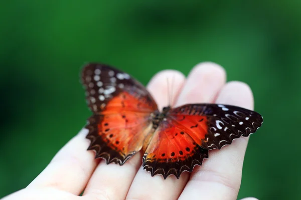Farfalla colorata in mano femminile — Foto Stock