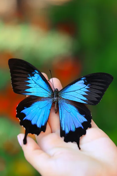 Papillon coloré à la main féminine — Photo