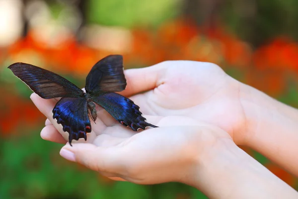 Borboleta colorida na mão feminina — Fotografia de Stock