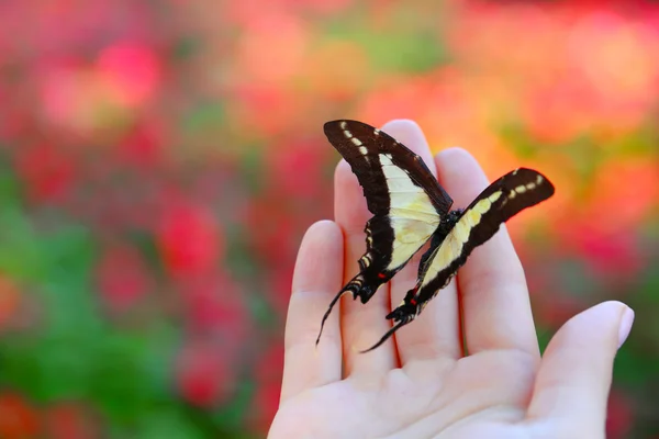 Colorful butterfly in female hand — Stock Photo, Image