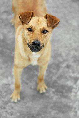 Sokak köpeği, açık havada