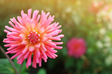 Güzel kasımpatı çiçekleri, yakın çekim, açık havada