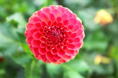 Güzel Kasımpatı çiçeği, yakın çekim, açık havada