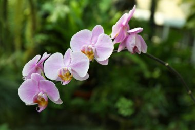 Patlıcan, kabak, domates kase ahşap masa arka plan üzerinde yapılan lezzetli vejetaryen ratatouille