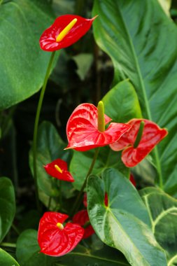 Anthurium çiçekleri yeşil zemin üzerine