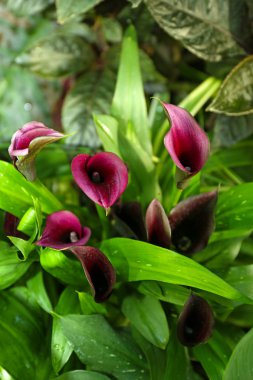 Calla zambak yeşil zemin üzerine