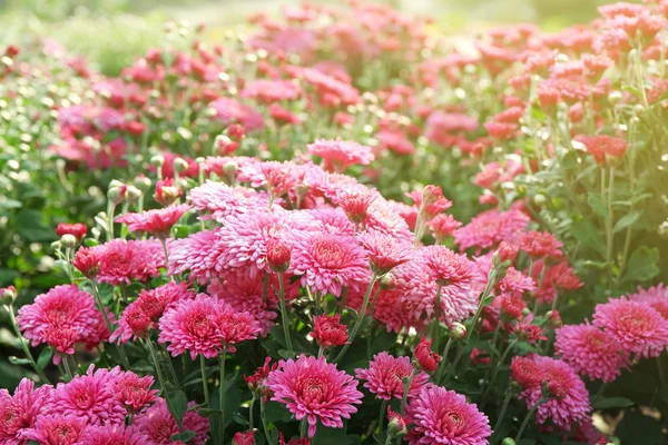 Belles fleurs de chrysanthème, gros plan, à l'extérieur — Photo