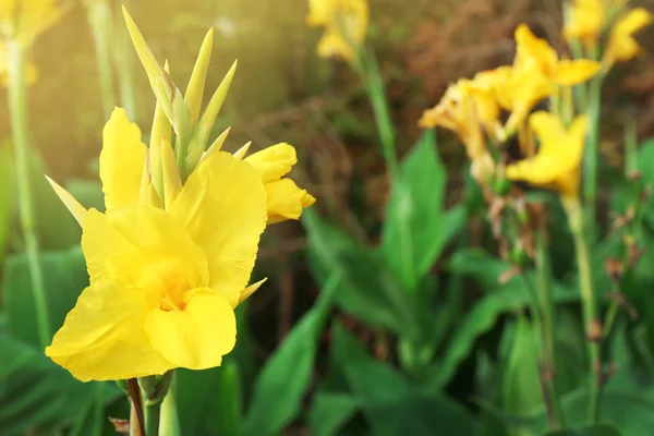 Canna flower growing in garden, close-up — Stock Photo, Image