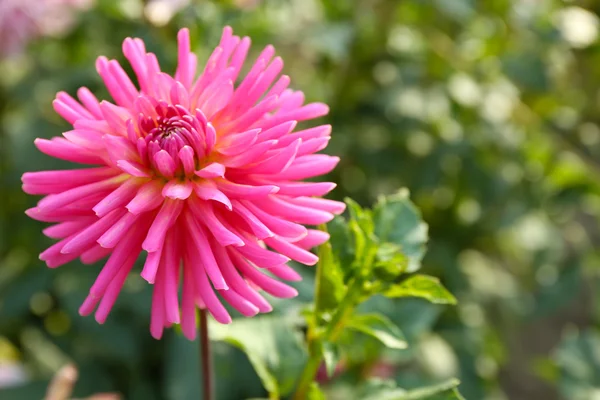 Hermosas flores de crisantemo, primer plano, al aire libre —  Fotos de Stock