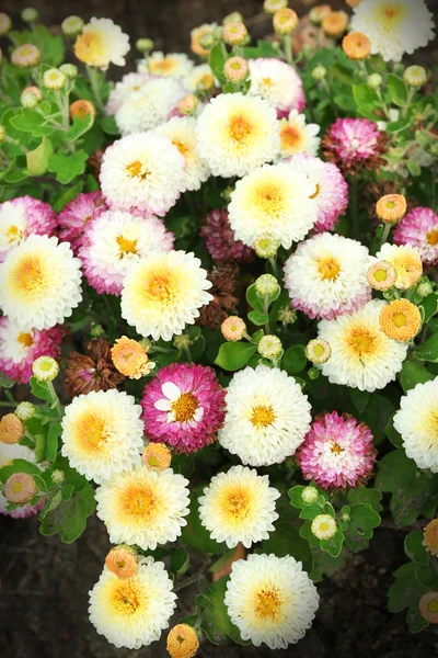 Hermosas flores de crisantemo, primer plano, al aire libre —  Fotos de Stock