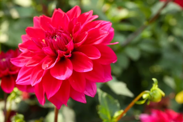 Vackra blommor, närbild, utomhus — Stockfoto