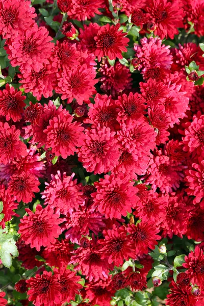 Vackra chrysanthemum blommor, närbild, utomhus — Stockfoto