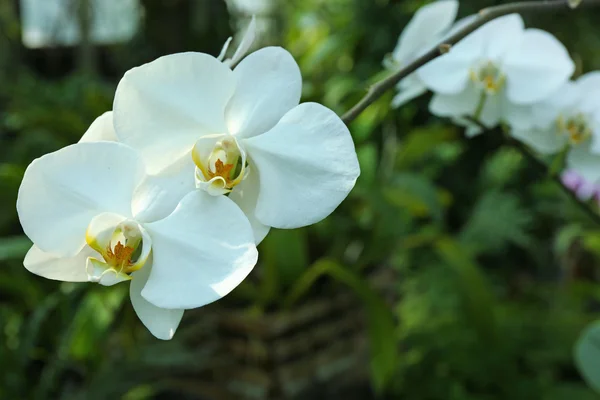 Барвисті повністю вирощені орхідеї в теплиці — стокове фото