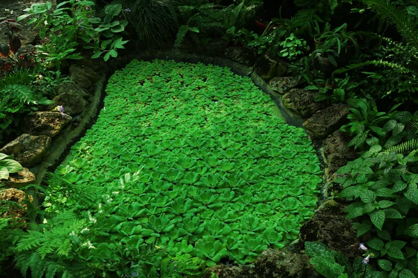 Искусственное озеро и тропические растения в теплице в ботаническом саду — стоковое фото