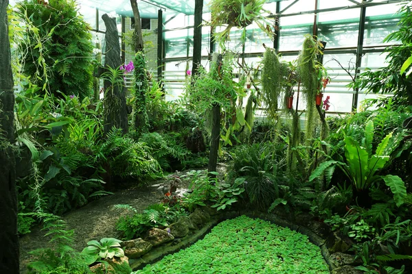 Konstgjord lake och tropiska växter i växthuset i botaniska trädgården — Stockfoto