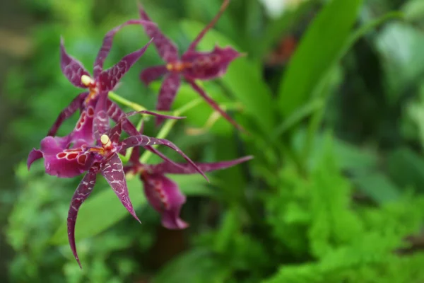 Разноцветные орхидеи в оранжерее — стоковое фото