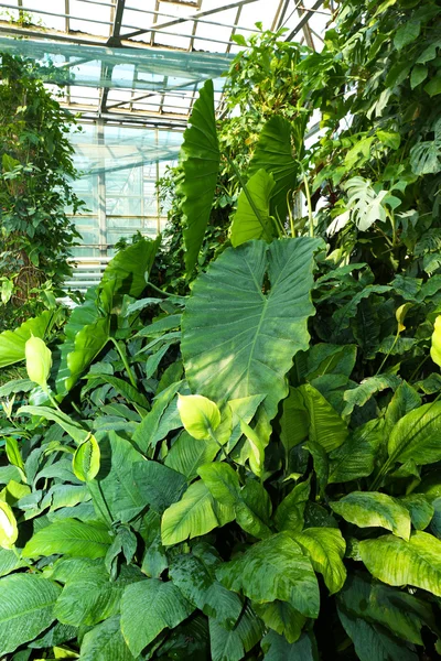 植物園の温室で熱帯植物 — ストック写真