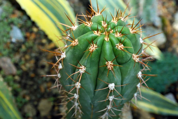 Cactus planted in botanical garden, close-up — Stock Photo, Image