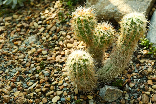 Cactus de cerca — Foto de Stock