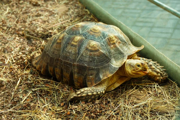 Tortuga en el zoológico, primer plano —  Fotos de Stock