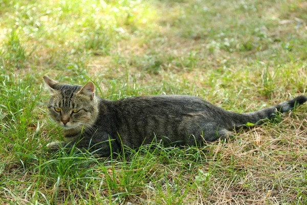 Симпатичная кошка на улице — стоковое фото