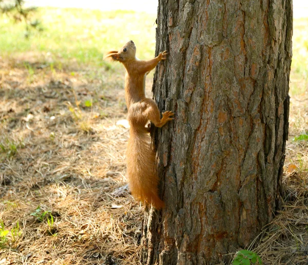 Vörös mókus erdő — Stock Fotó