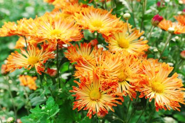 güzel kasımpatı çiçekleri