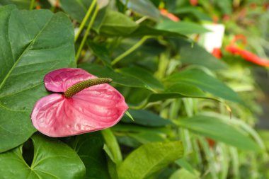 Anthurium çiçekleri yaprakları ile