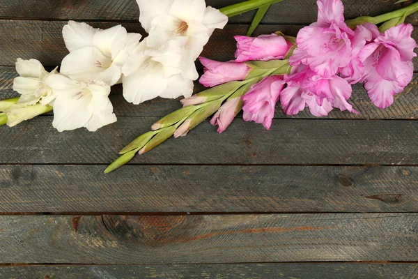 Bellissimo gladiolo su sfondo di legno — Foto Stock
