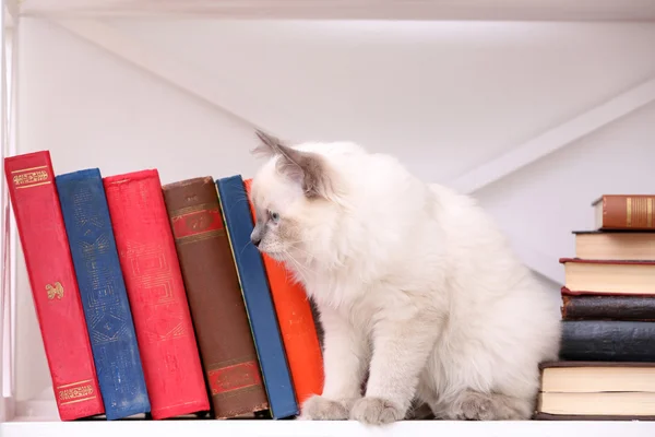 Cute little cat on shelf with books — Stock Photo, Image