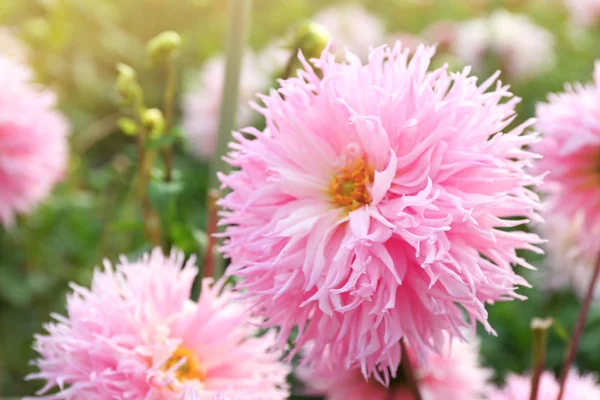 Belles fleurs de chrysanthème — Photo