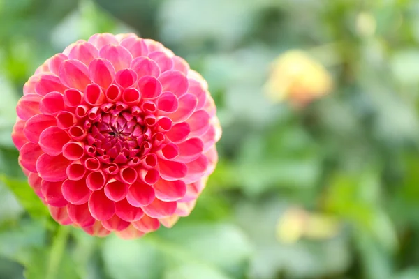 Bela flor de crisântemo — Fotografia de Stock