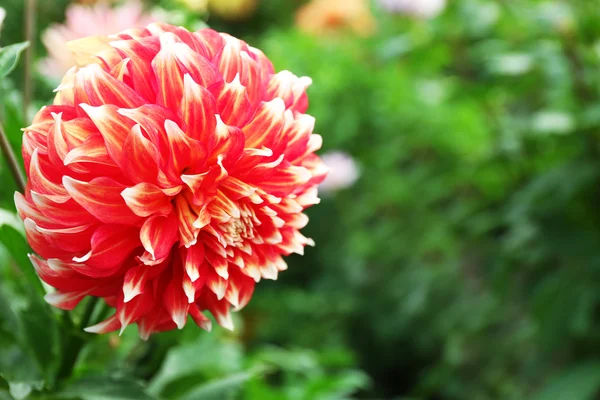 Beautiful chrysanthemum flower — Stock Photo, Image