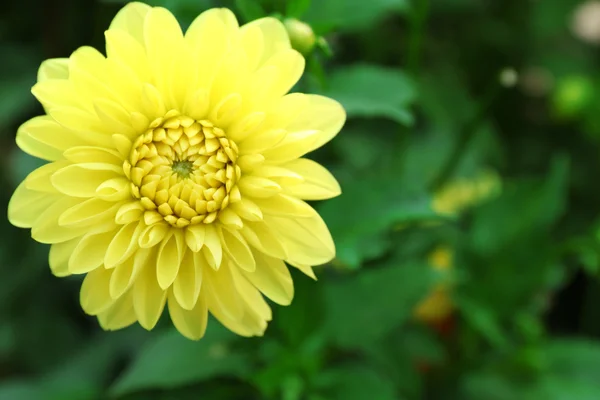 Bellissimo fiore di crisantemo — Foto Stock