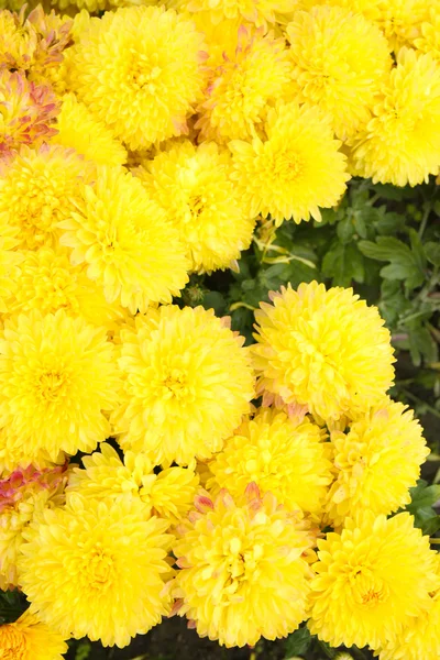 Hermosas flores de crisantemo — Foto de Stock