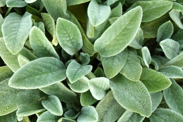 Stachys wollige Blätter — Stockfoto