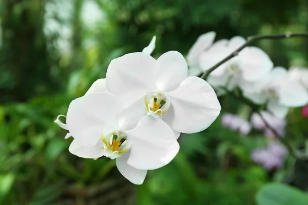 Білі повністю вирощені орхідеї в теплиці — стокове фото