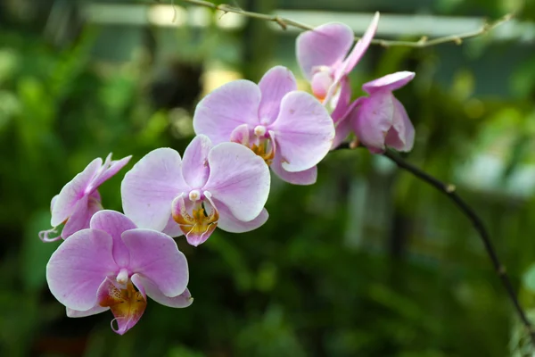 Полностью выращенные орхидеи — стоковое фото