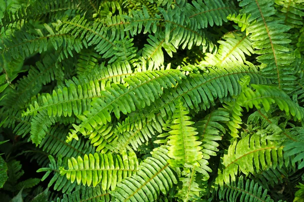 Farn hinterlässt Hintergrund — Stockfoto