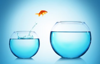 Mavi arka plan üzerinde cam akvaryum üzerinden atlama goldfish