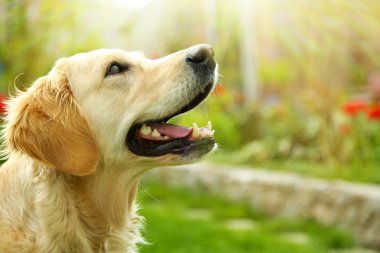 açık havada çok güzel golden retriever