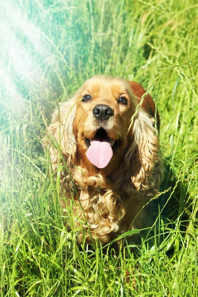 English cocker spaniel outdoors — Stock Photo, Image