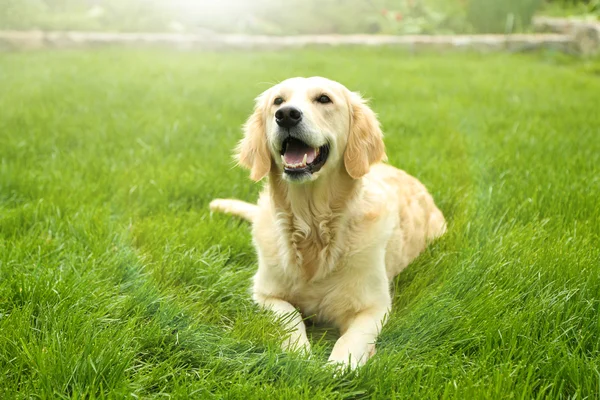 Śliczny złoty pies myśliwski na zielonej trawie, na zewnątrz — Zdjęcie stockowe