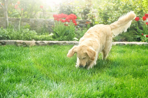 Adorable Golden Retriever on green grass, outdoors — Stock Photo, Image