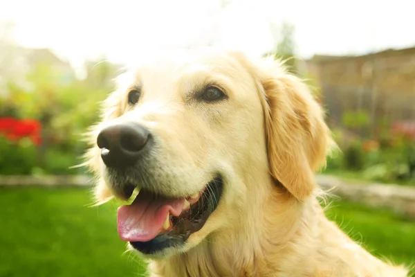 Nuttet Golden Retriever på naturen baggrund - Stock-foto