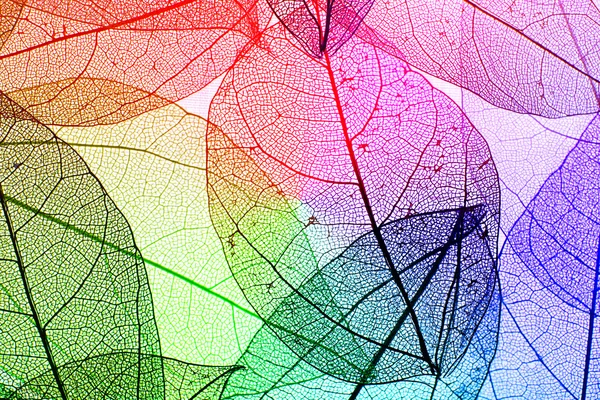 Multicolor dekorativa skelett blad — Stockfoto