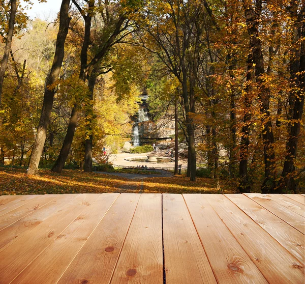 美しい秋の森。自然背景 — ストック写真
