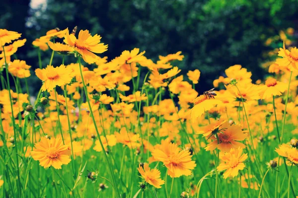 Bellissimi fiori del cosmo nel campo con la luce del sole — Foto Stock